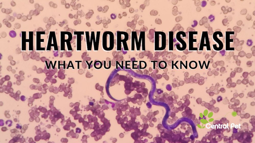 View of Heartworm Disease: What You Need to Know